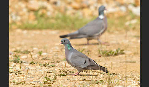 Hohltaube (Columba oenas)