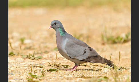 Hohltaube (Columba oenas)