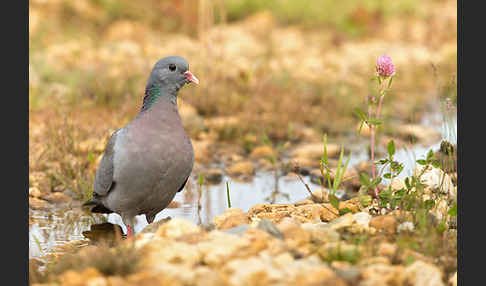 Hohltaube (Columba oenas)