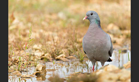 Hohltaube (Columba oenas)