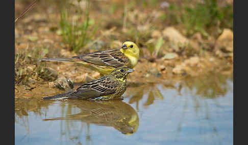 Goldammer (Emberiza citrinella)