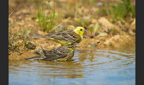 Goldammer (Emberiza citrinella)