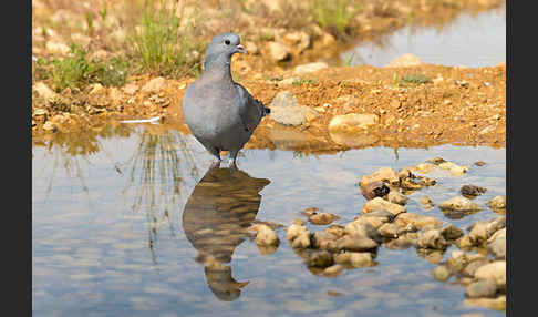 Hohltaube (Columba oenas)