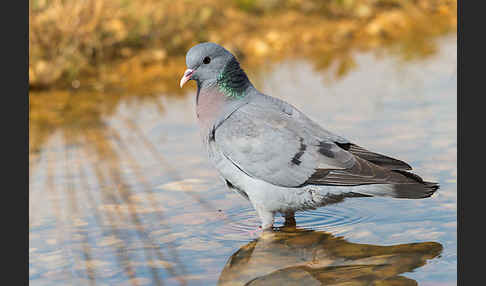 Hohltaube (Columba oenas)