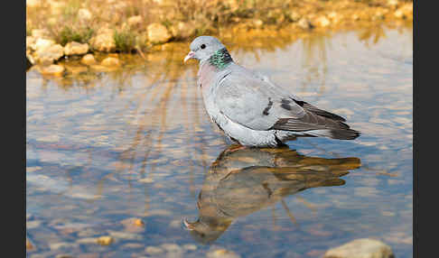 Hohltaube (Columba oenas)