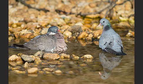 Hohltaube (Columba oenas)