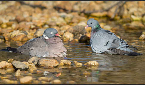 Hohltaube (Columba oenas)