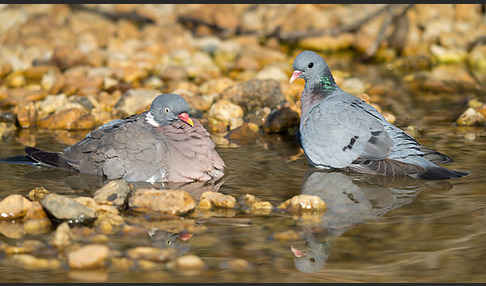 Hohltaube (Columba oenas)