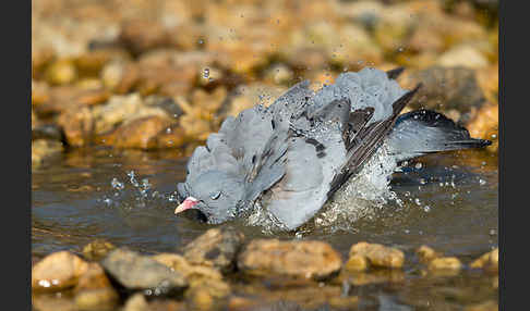 Hohltaube (Columba oenas)