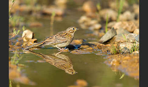 Goldammer (Emberiza citrinella)