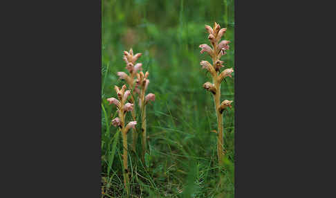 Sommerwurz spec. (Orobanche spec.)