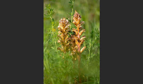 Gelbe Sommerwurz (Orobanche lutea)