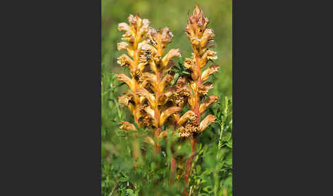 Gelbe Sommerwurz (Orobanche lutea)