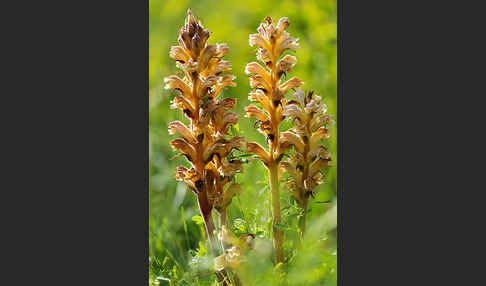 Gelbe Sommerwurz (Orobanche lutea)