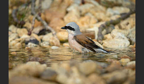 Neuntöter (Lanius collurio)