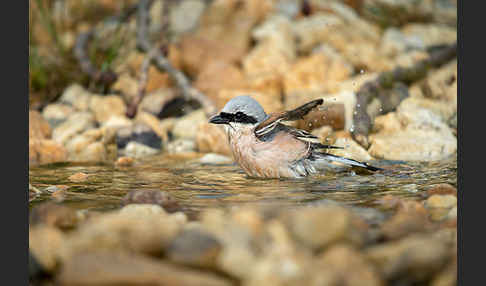 Neuntöter (Lanius collurio)