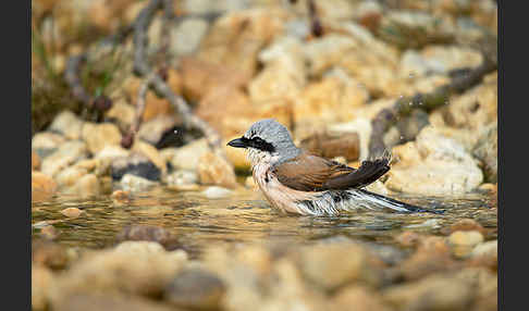 Neuntöter (Lanius collurio)