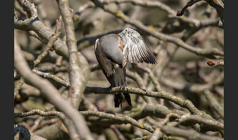 Neuntöter (Lanius collurio)