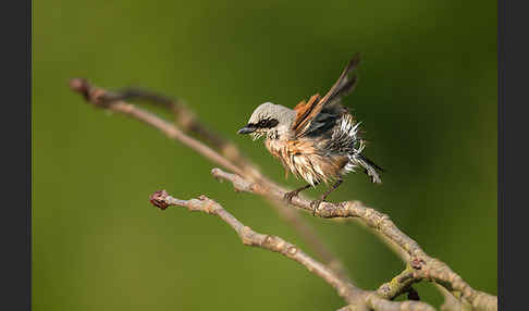 Neuntöter (Lanius collurio)