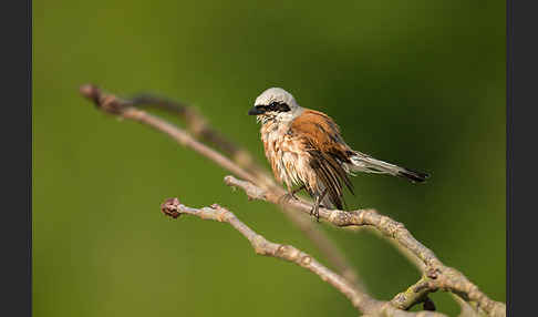 Neuntöter (Lanius collurio)