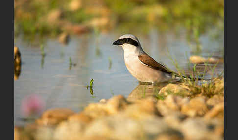 Neuntöter (Lanius collurio)