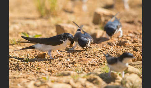 Mehlschwalbe (Delichon urbica)