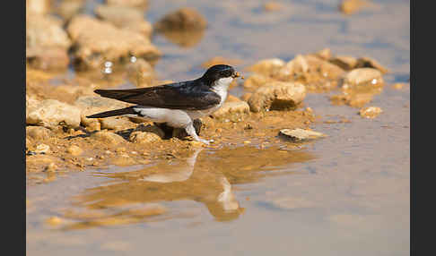 Mehlschwalbe (Delichon urbica)