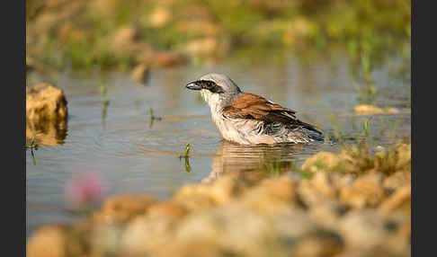 Neuntöter (Lanius collurio)