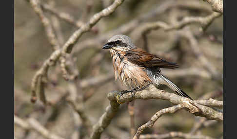 Neuntöter (Lanius collurio)