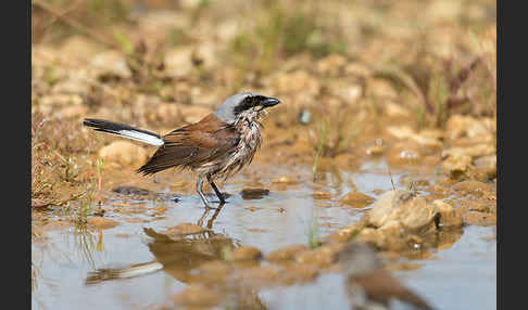 Neuntöter (Lanius collurio)