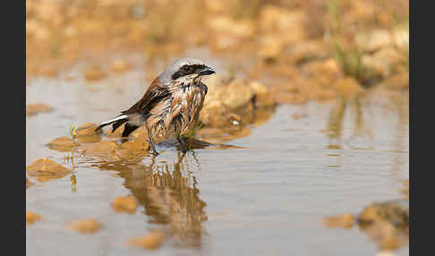 Neuntöter (Lanius collurio)