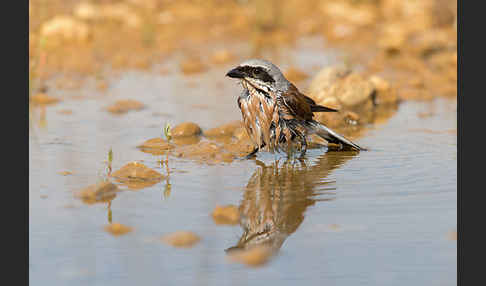 Neuntöter (Lanius collurio)