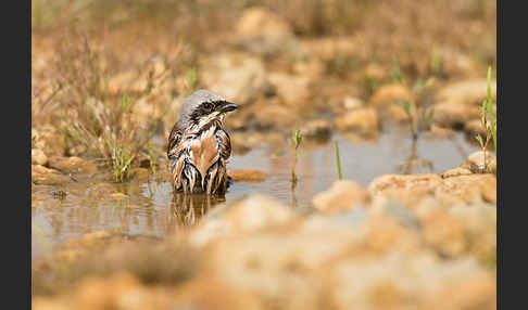 Neuntöter (Lanius collurio)