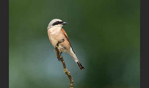 Neuntöter (Lanius collurio)