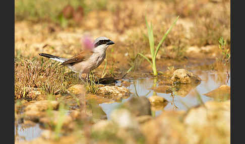 Neuntöter (Lanius collurio)