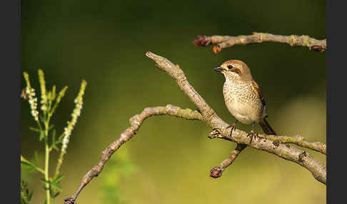 Neuntöter (Lanius collurio)