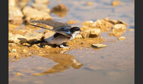 Mehlschwalbe (Delichon urbica)