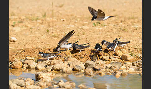 Mehlschwalbe (Delichon urbica)