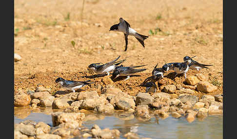 Mehlschwalbe (Delichon urbica)