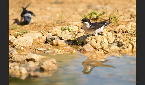 Mehlschwalbe (Delichon urbica)