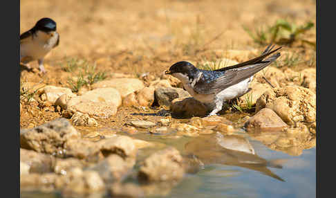 Mehlschwalbe (Delichon urbica)