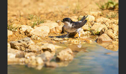 Mehlschwalbe (Delichon urbica)