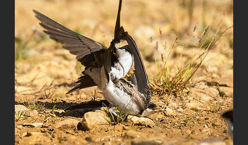 Mehlschwalbe (Delichon urbica)