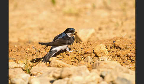 Mehlschwalbe (Delichon urbica)