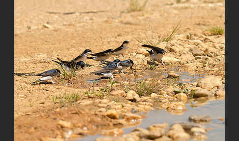 Mehlschwalbe (Delichon urbica)