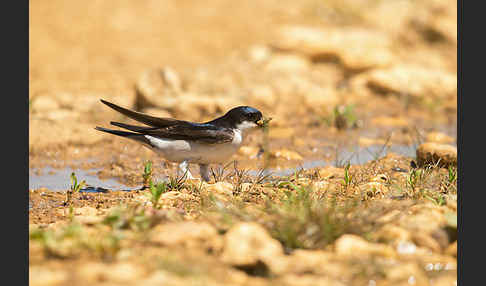 Mehlschwalbe (Delichon urbica)