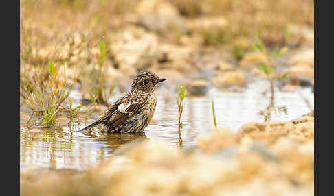 Schwarzkehlchen (Saxicola torquata)