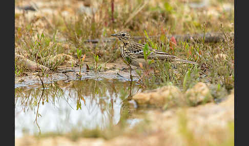 Baumpieper (Anthus trivialis)