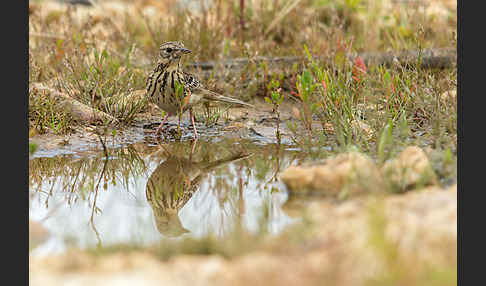 Baumpieper (Anthus trivialis)