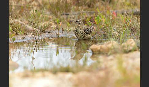 Baumpieper (Anthus trivialis)